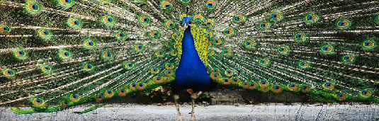 pavo real abriendo su cola