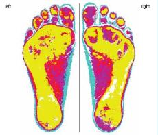 pedigrafia color