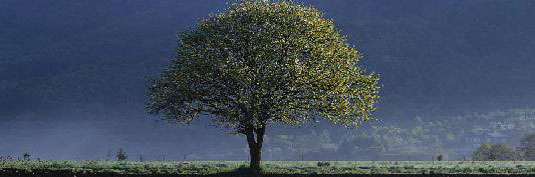 rbol en medio del campo grande y frondoso